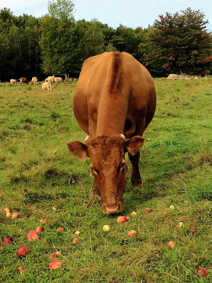 uma vaca comendo maçãs. foto