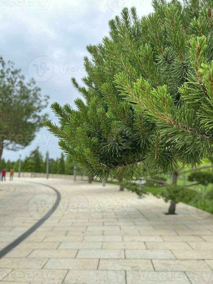 coníferas árvore. cidade parques beco foto