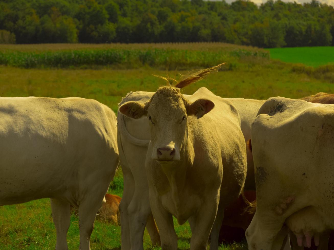 uma vaca marrom com uma baforada. foto