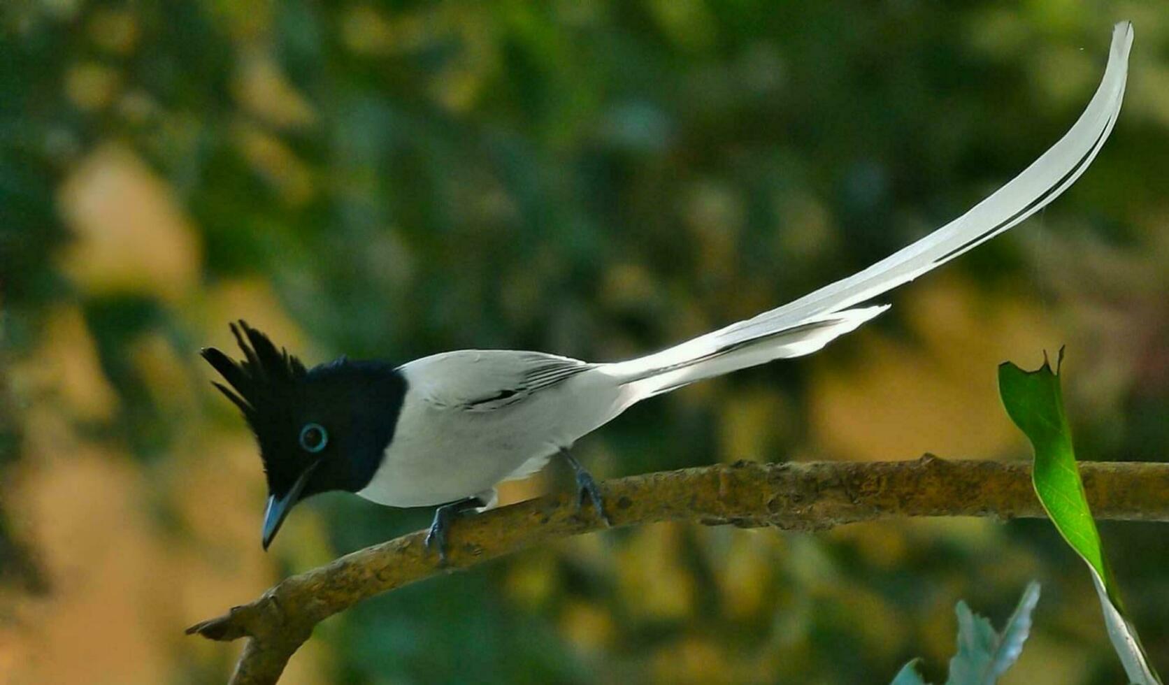 pássaro sentado em uma árvore foto