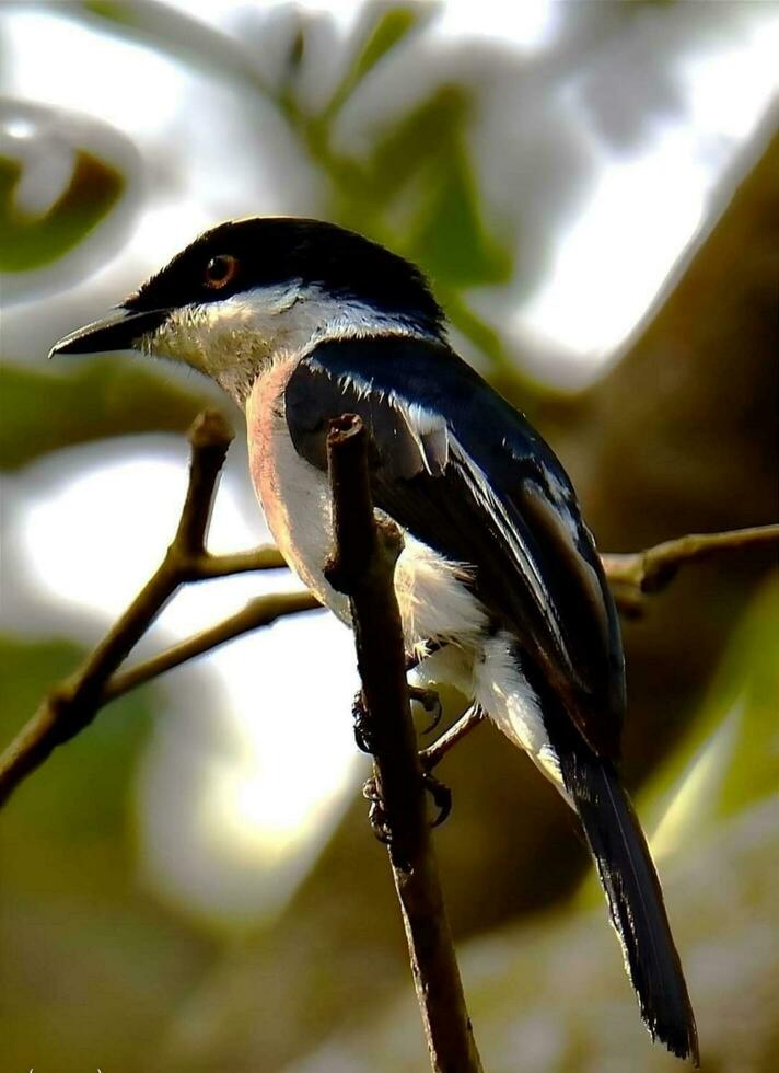 pássaro sentado em uma árvore foto