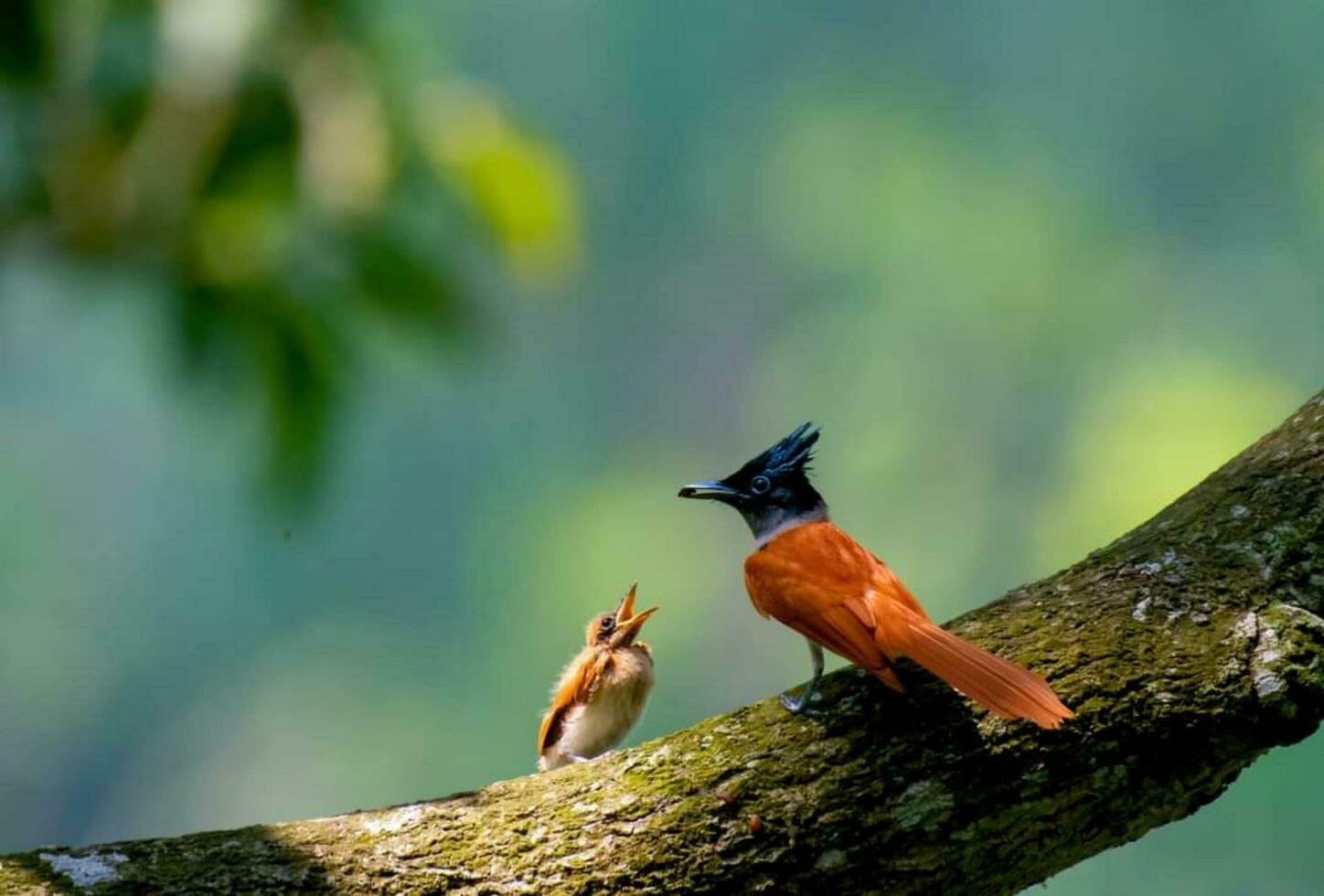 pássaro sentado em uma árvore foto