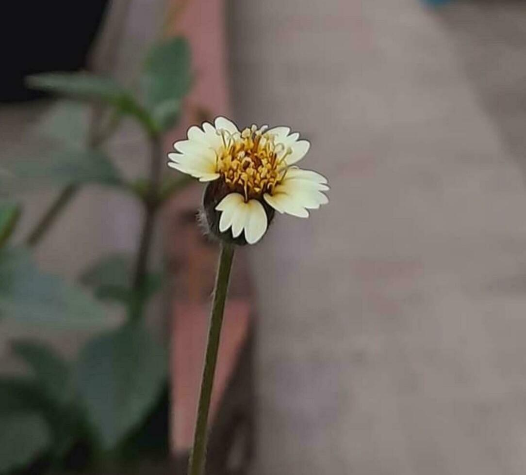 lindo florescendo flor foto