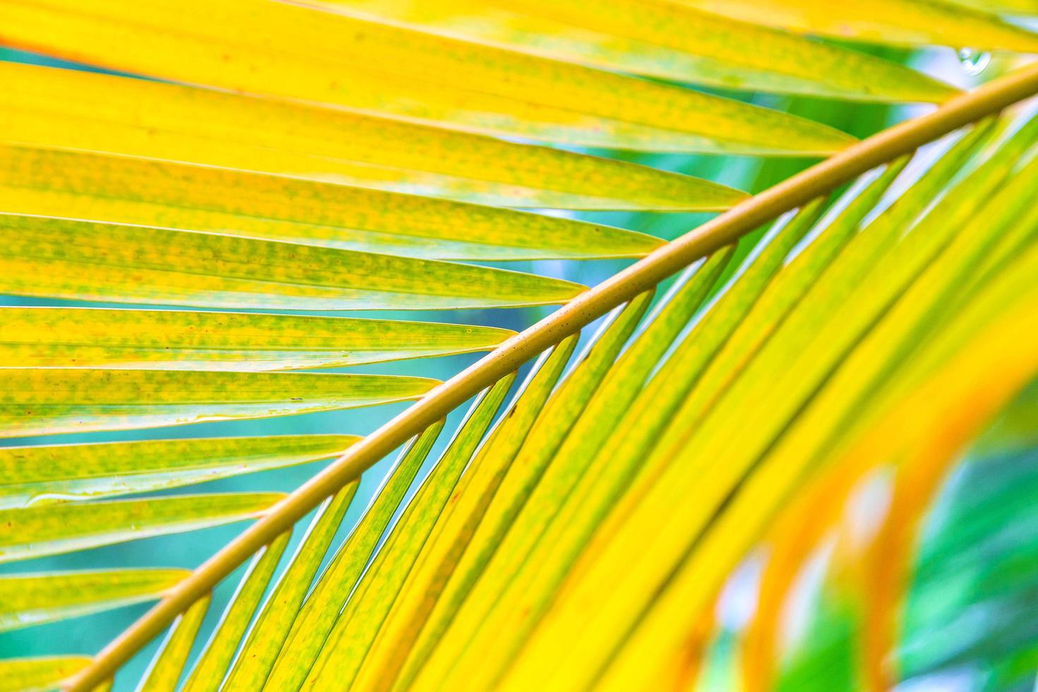 fundo de folha de coco de verão foto