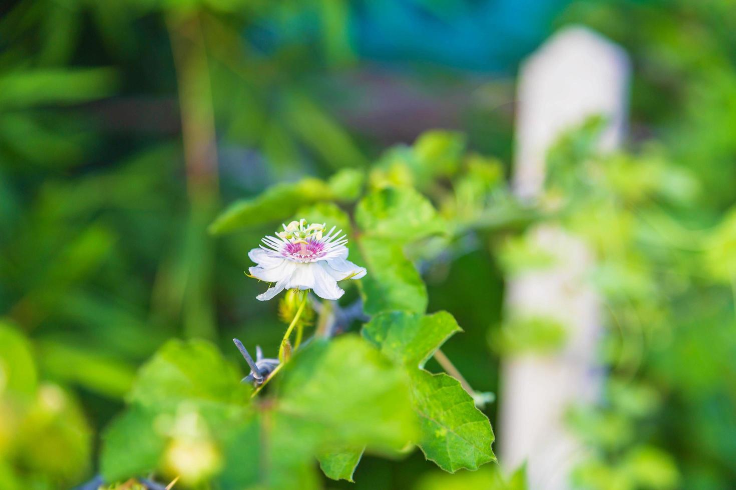 fundo de videira flor foto