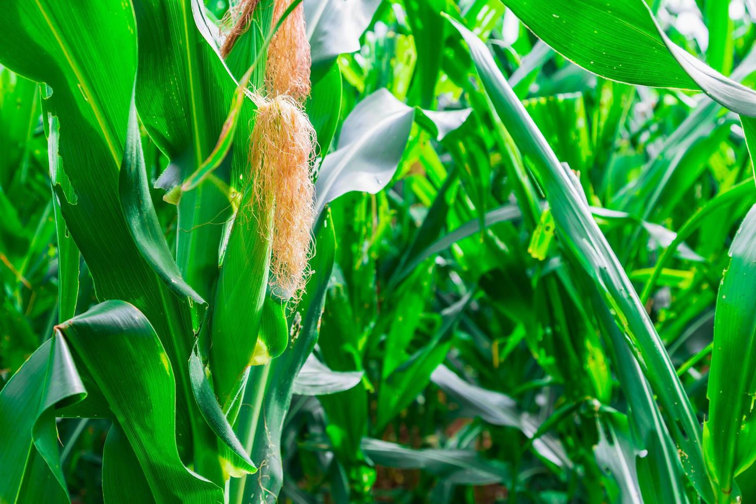 campo de milho verde em horta agrícola foto