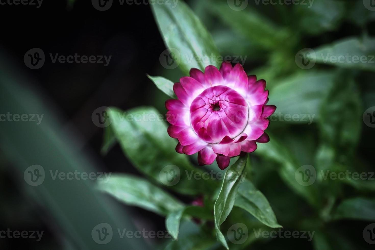 flor de palha rosa escuro brilhante em fundo de folhas desfocadas foto