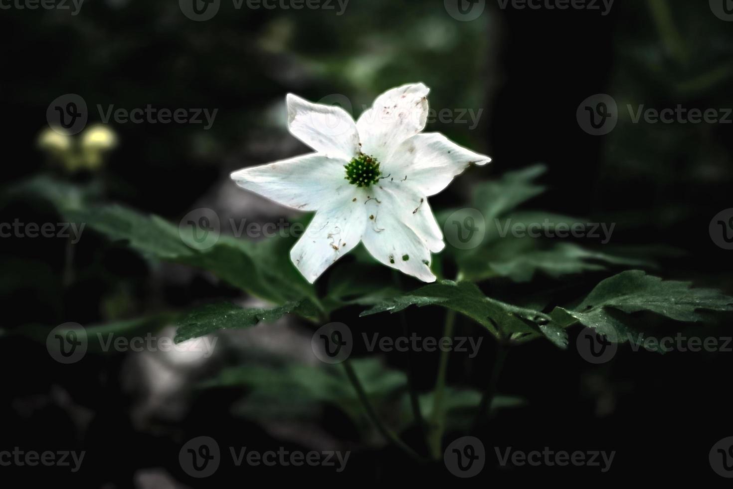 flor de anêmona de seis pétalas branca com folhas em ambiente escuro fotografia escura foto