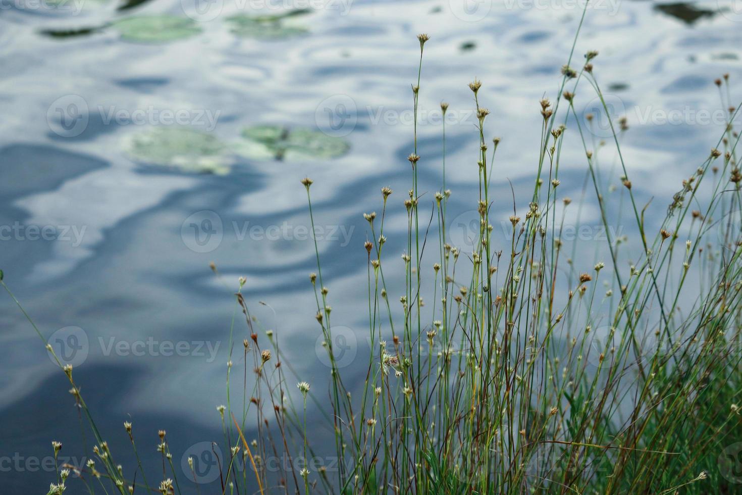 grama alta com flores amarelas crescendo na margem do lago com reflexo do céu azul no fundo da água ondulada foto