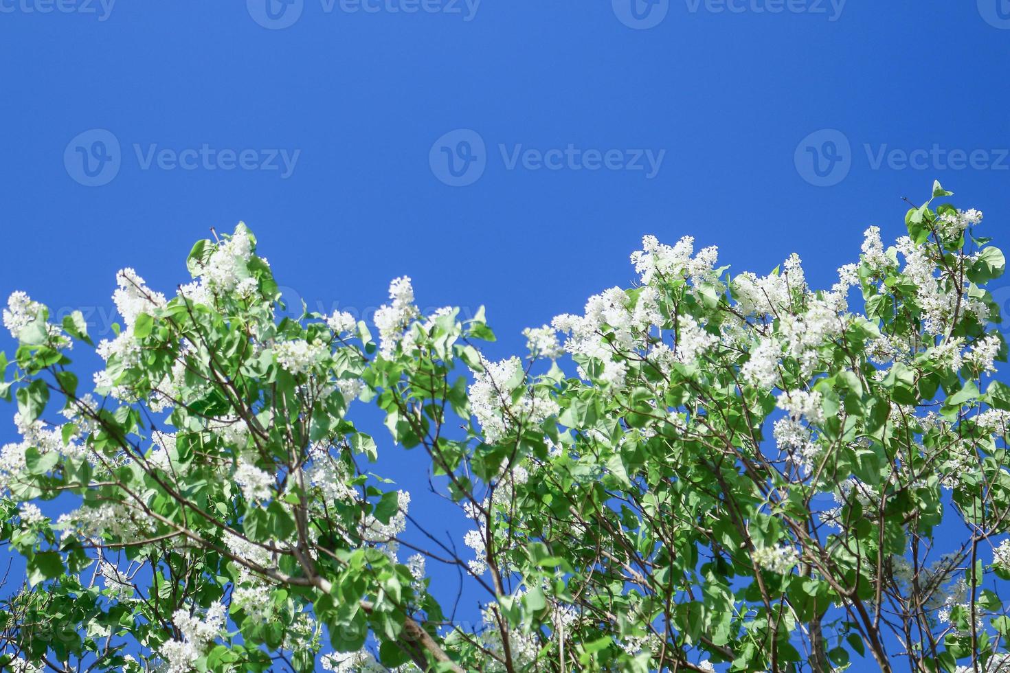 lilases florescendo brancos no fundo do céu azul em um dia ensolarado de primavera foto