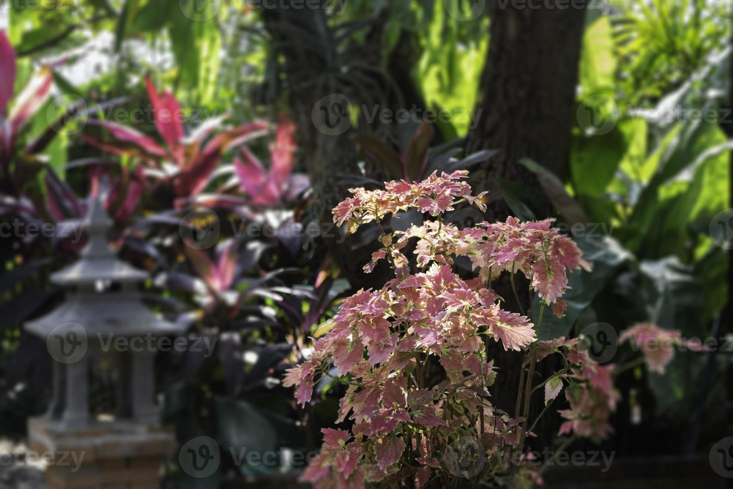 plantas verdes de jardim ao ar livre no resort foto