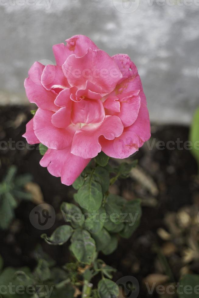 jardim de flores mínimo em casa foto