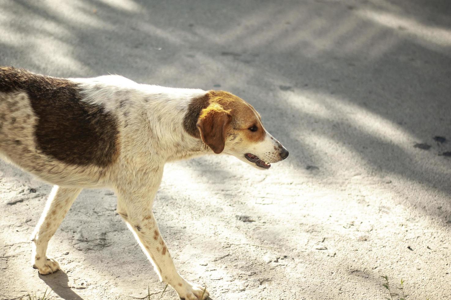 um cachorro sem-teto branco com manchas de gengibre andando na rua foto