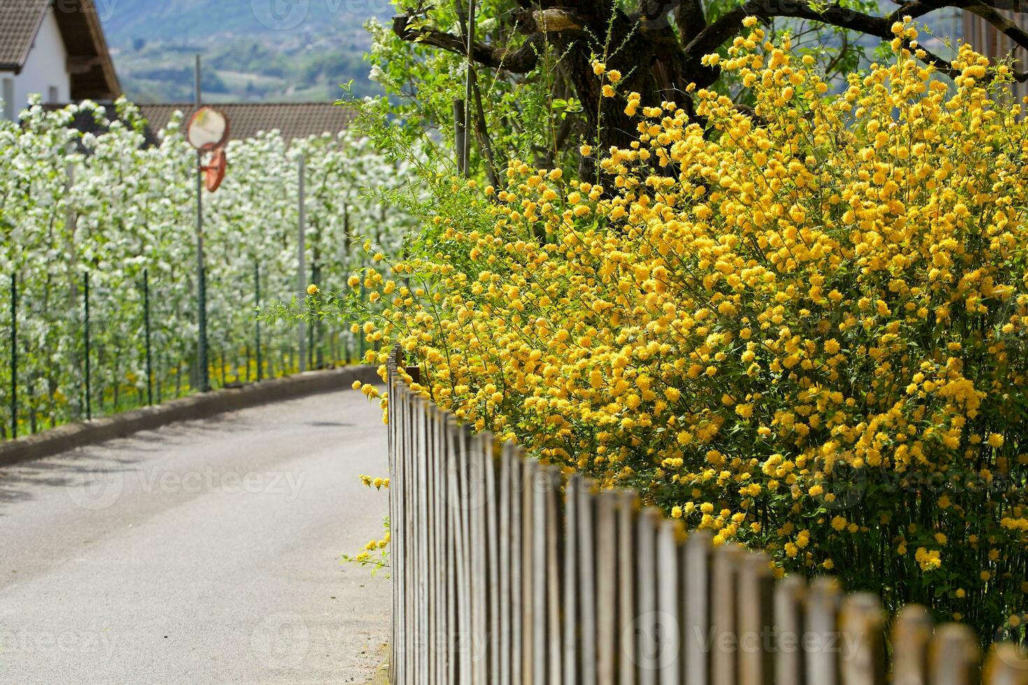 arbustos do amarelo flores foto