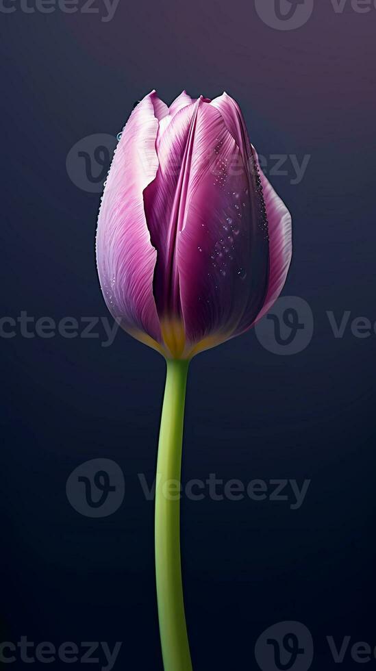 roxa tulipa tulipa flor papel de parede fundo. ai gerado foto