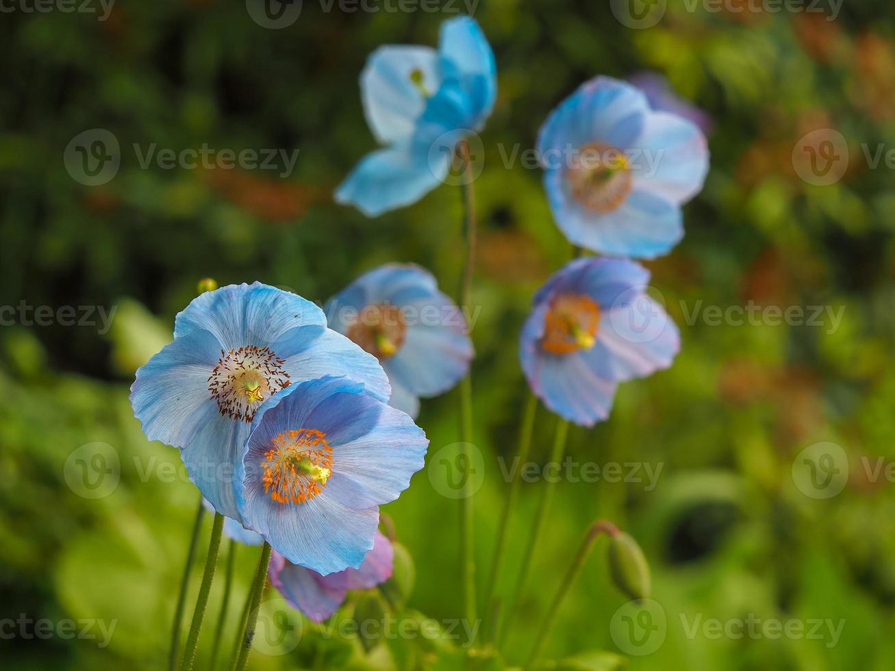 lindas flores de meconopsia azul ou papoulas do Himalaia foto