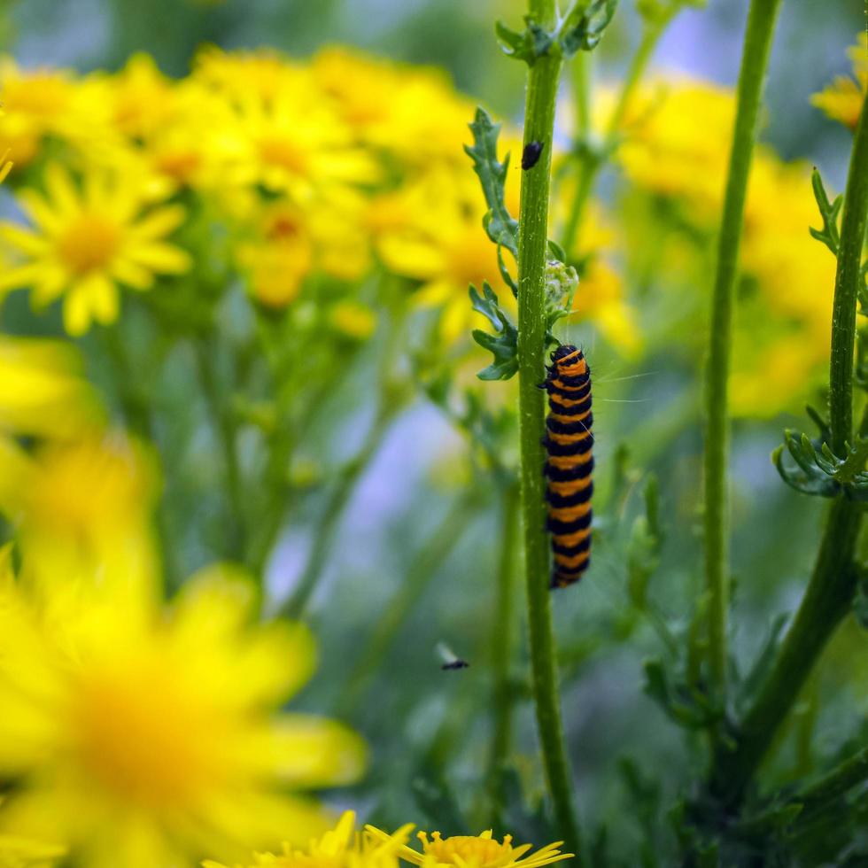 lagarta da mariposa cinabre em sua planta alimentícia foto
