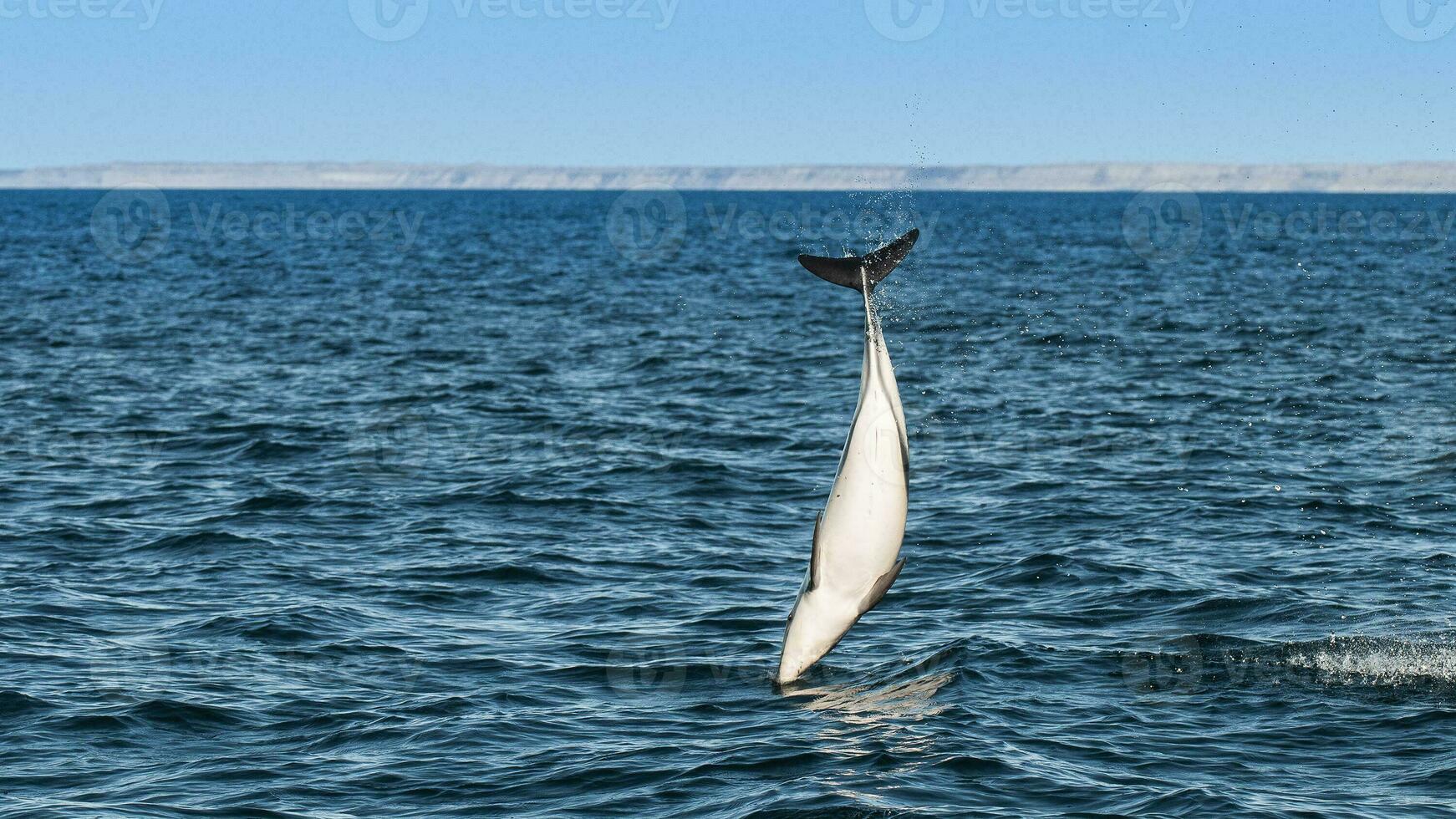 obscuro golfinho pulando, Península valdes, patagônia, argentina foto