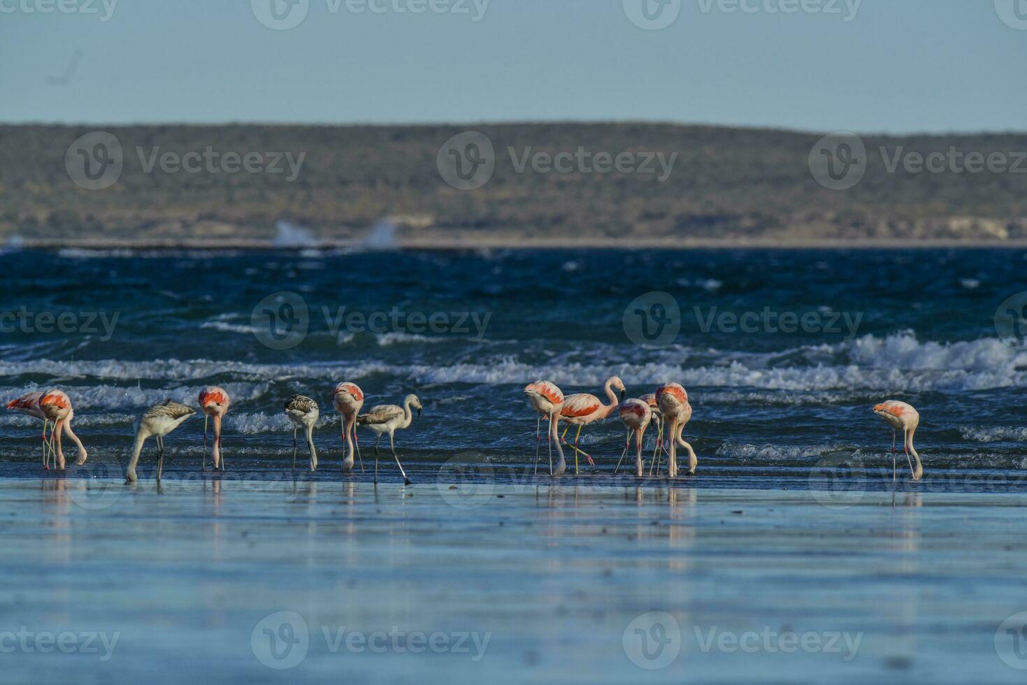 flamingos, península valdes, Patagônia, Argentina foto