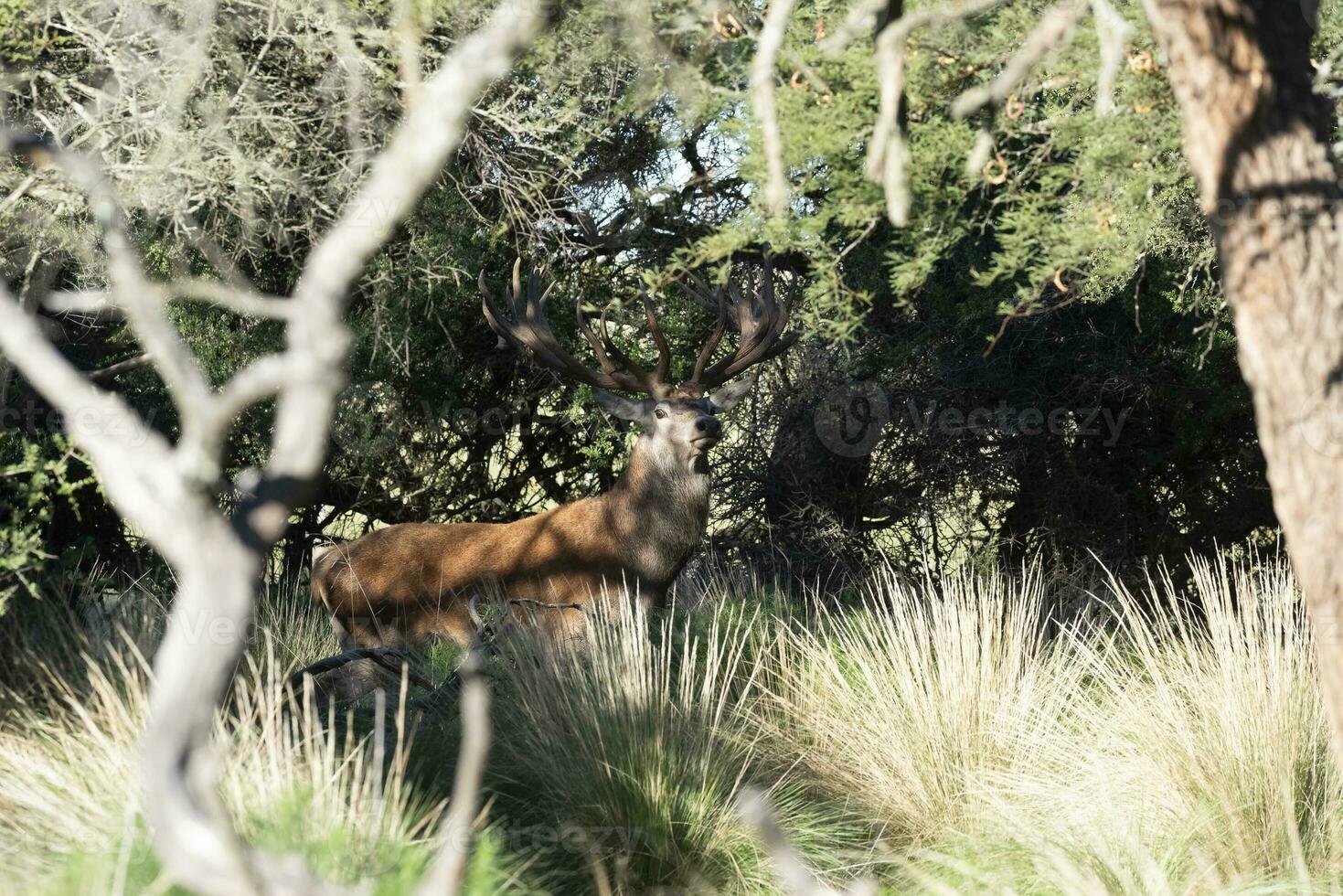 vermelho veado dentro caldeirão floresta ambiente, la pampa, Argentina, parque luro, natureza reserva foto