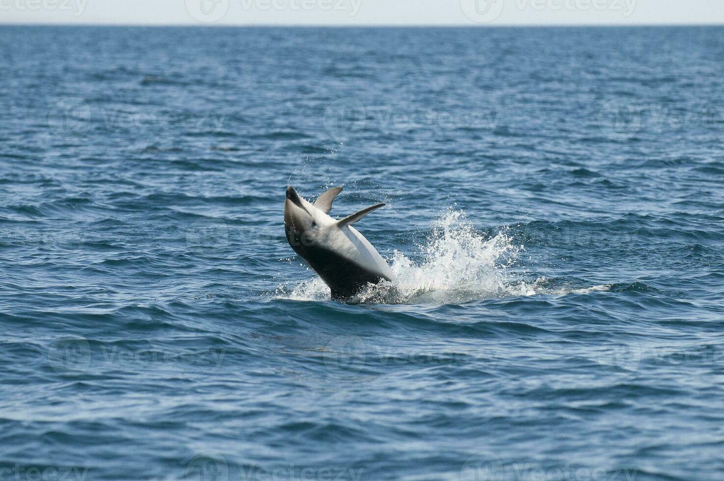 obscuro golfinho pulando, Península valdes, patagônia, argentina foto