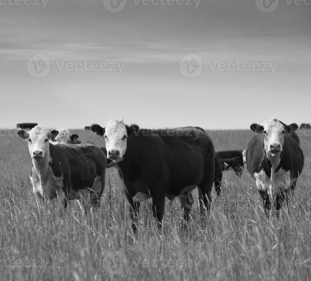 gado levantando dentro Argentino interior, natural Relva ambiente, la pampa província, patagônia, Argentina. foto