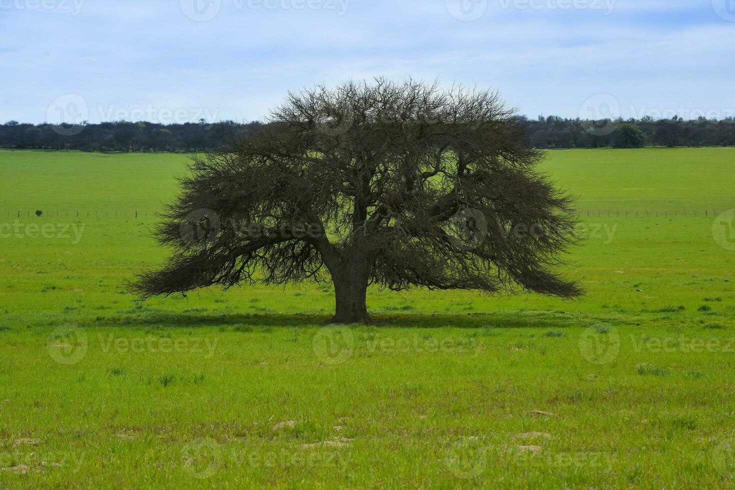 caldeirão árvore paisagem, la pampa província, Patagônia, Argentina. foto