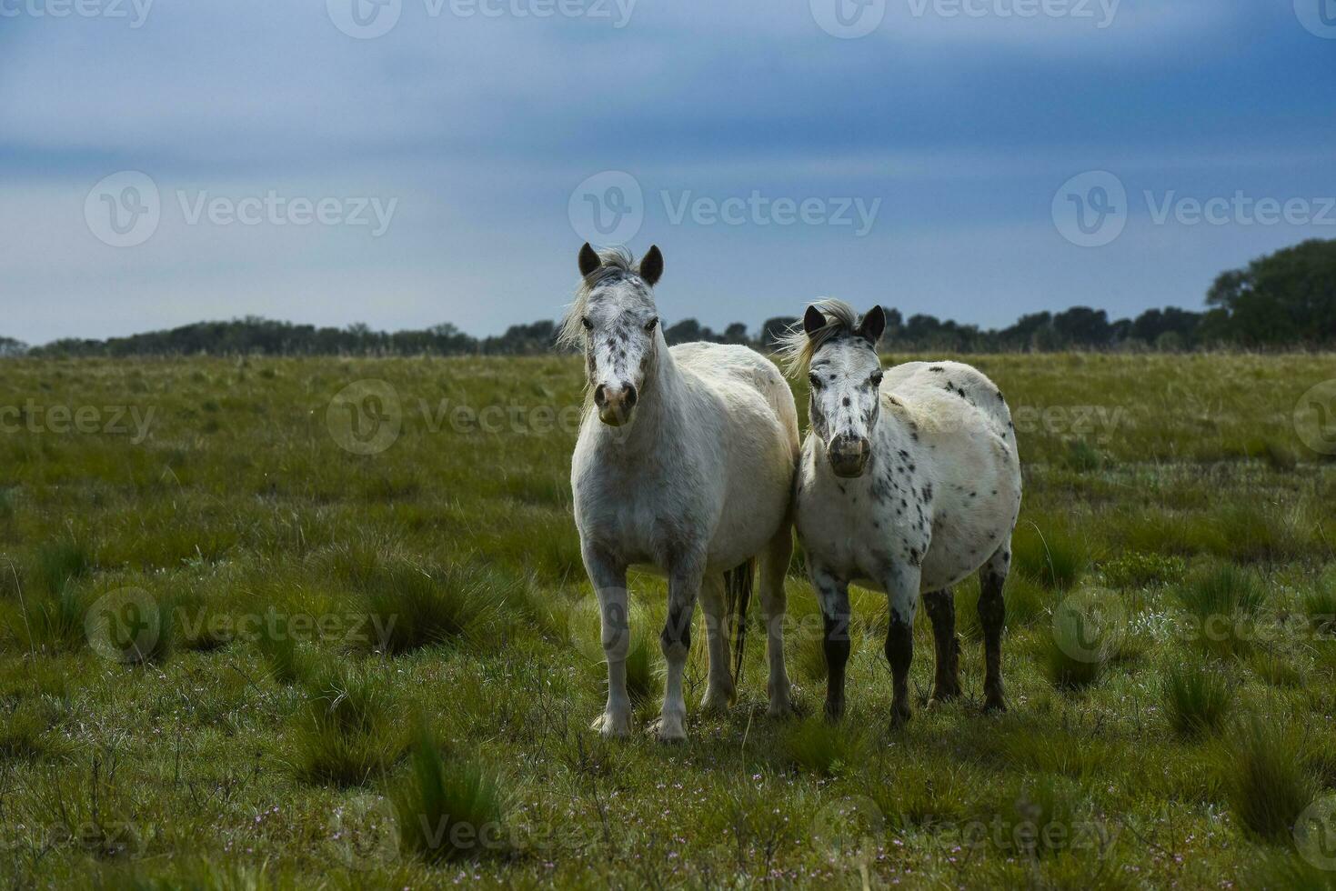 rebanho do cavalos dentro a zona rural, la pampa província, Patagônia, Argentina. foto