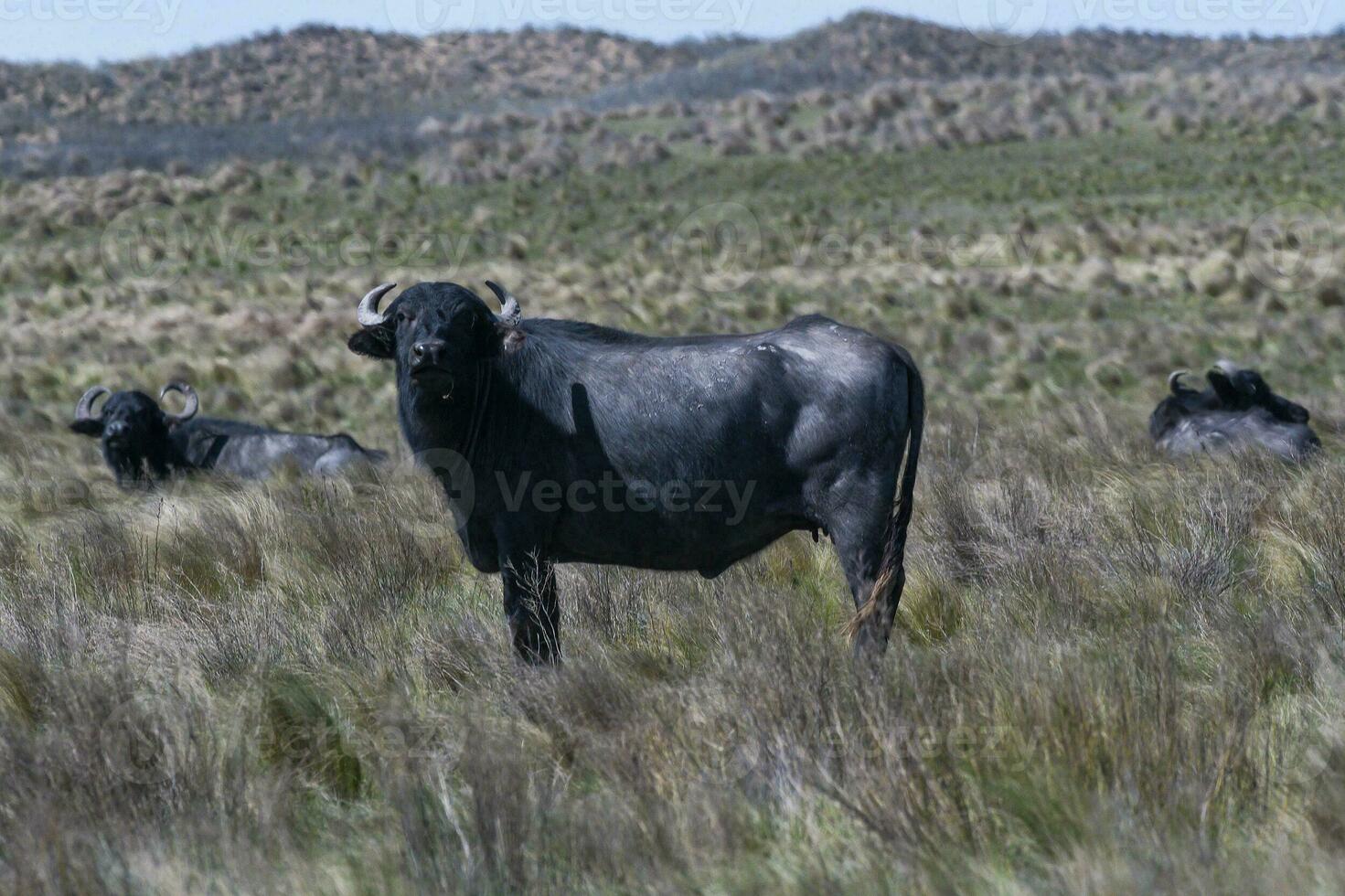 água búfalo, Bubalus bubalis, espécies introduzido dentro Argentina, la pampa província, patagônia. foto