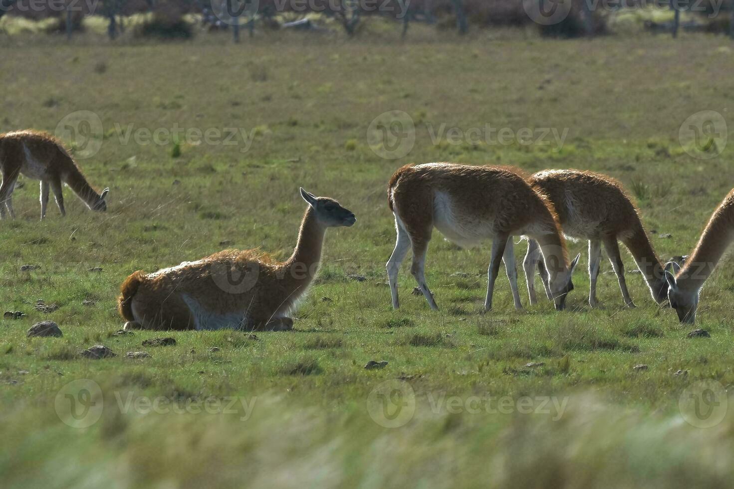 lama animal, , dentro pampas pastagem ambiente, la pampa província, Patagônia, Argentina foto