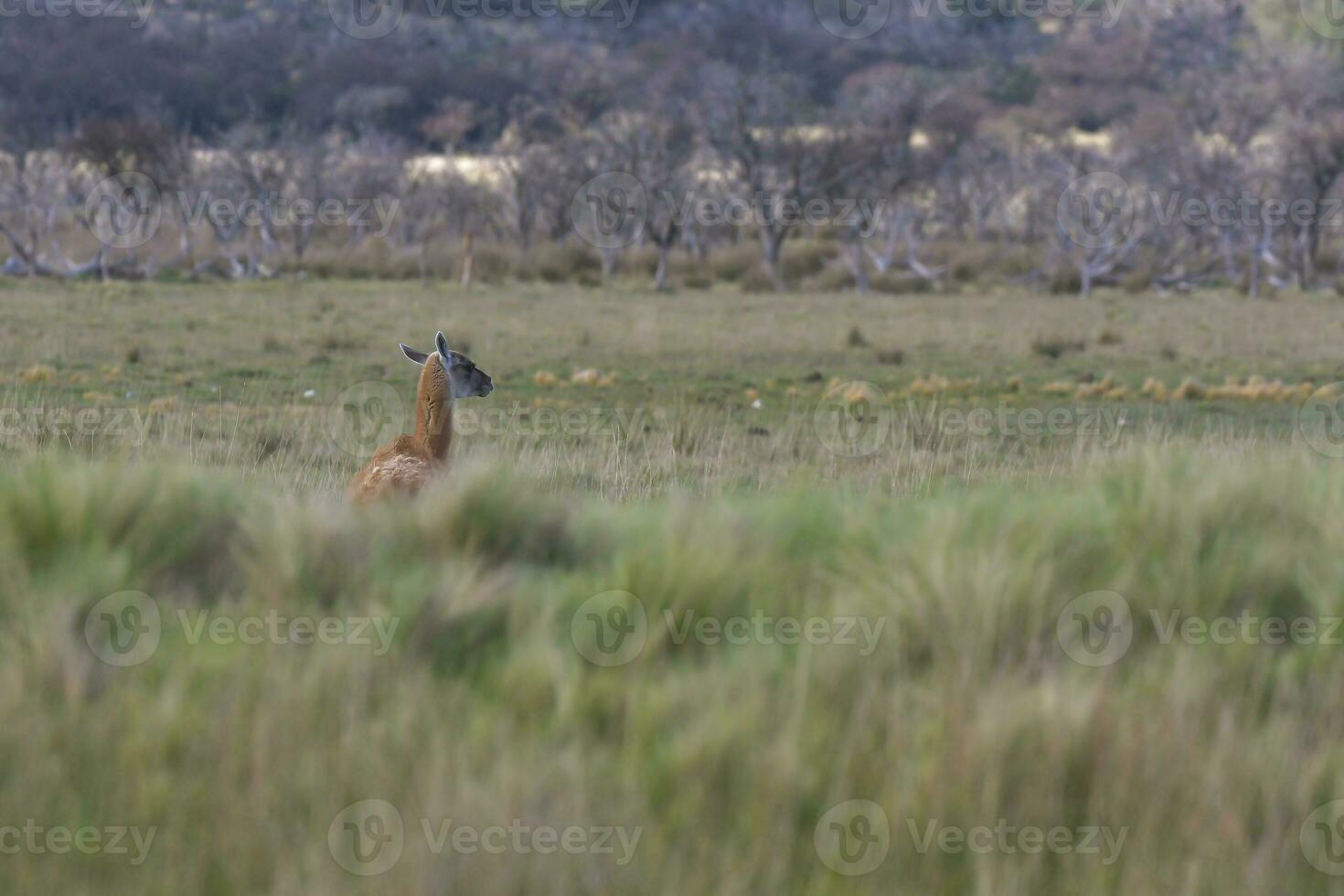 lama animal, , dentro pastagem ambiente, la pampa, Patagônia, Argentina foto