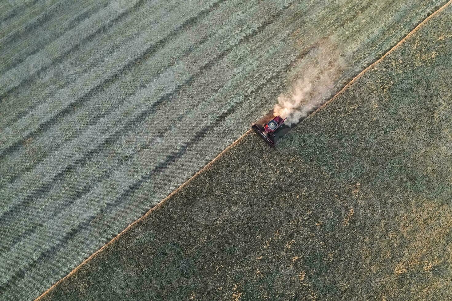 trigo colheita dentro a Argentino interior, la pampa província, Patagônia, Argentina. foto