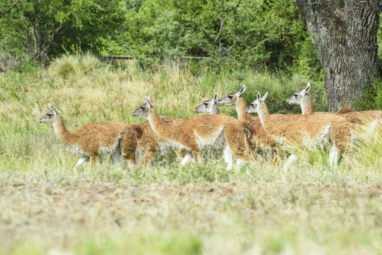 lama animal, , dentro pampas pastagem ambiente, la pampa província, Patagônia, Argentina foto