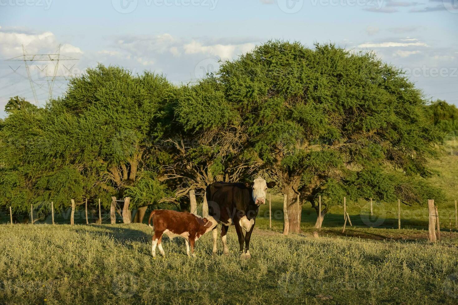 gado levantando com natural pastagens dentro pampas interior, la pampa província, patagônia, Argentina. foto