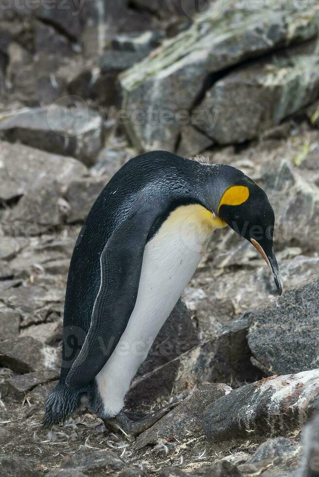 imperador pinguim, aptenodytes Forsteri, dentro porta lockroy, mais goudier ilha, antártica. foto