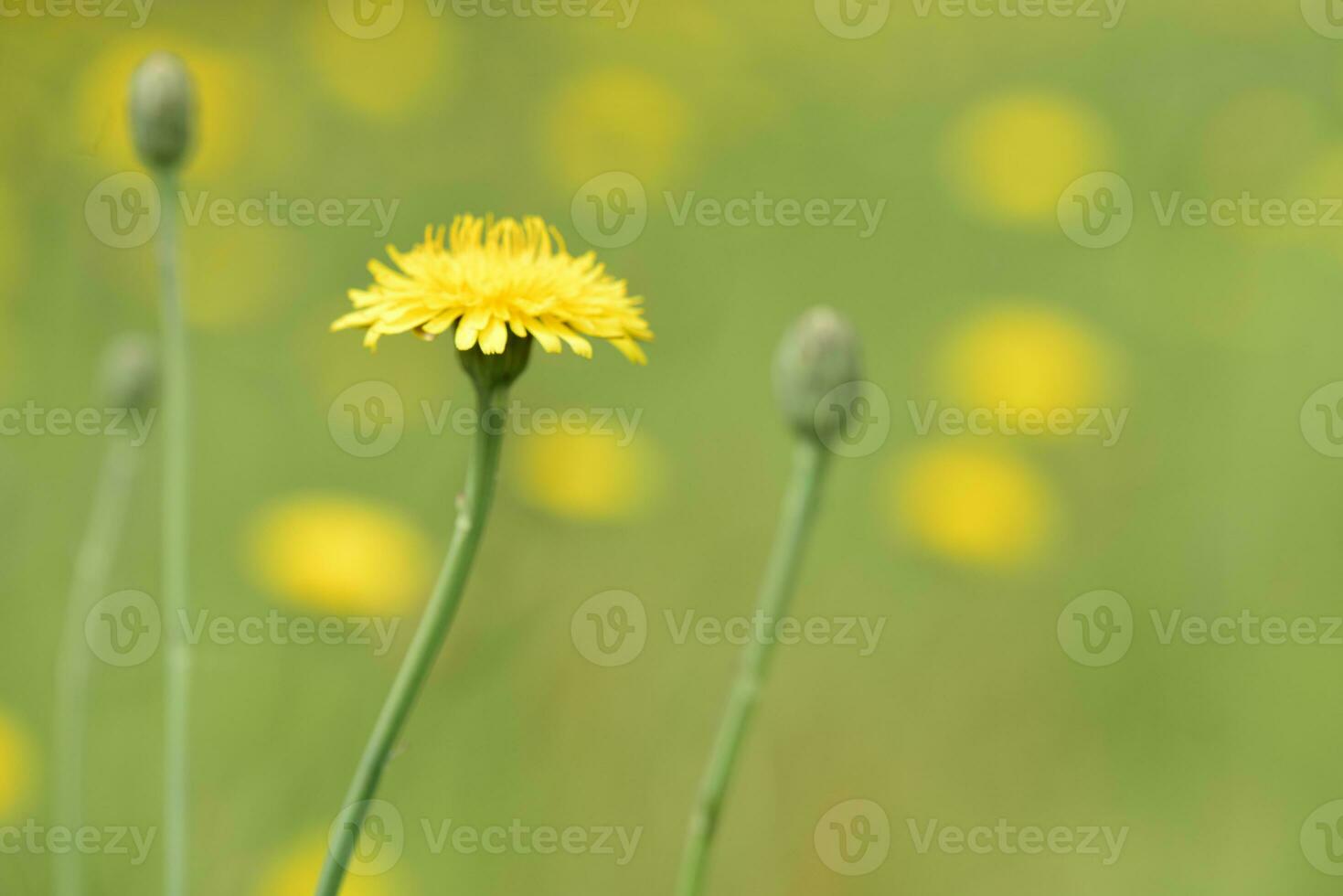 selvagem flor fundo dentro Patagônia, Argentina foto