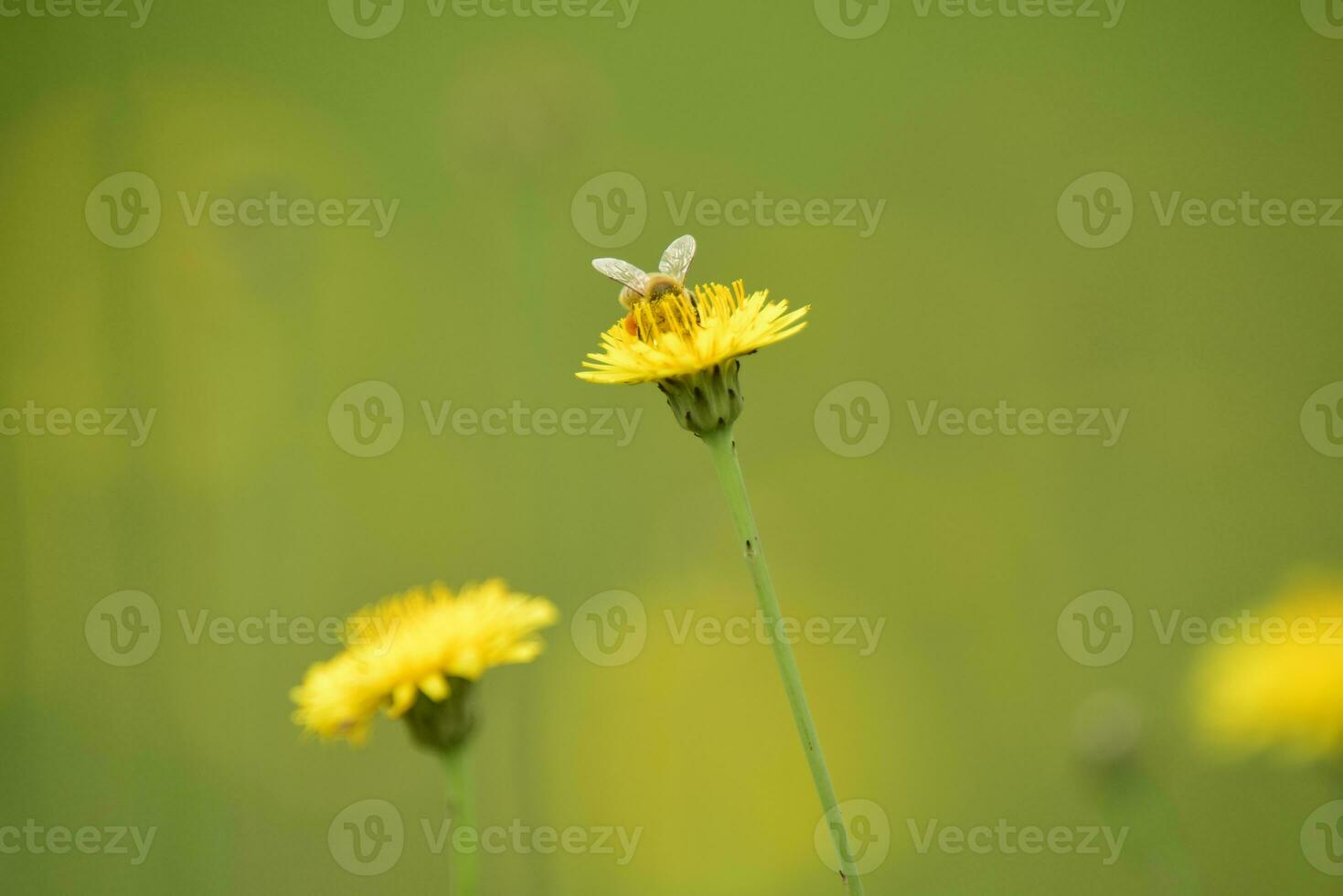 abelha em uma selvagem flor, patagônia foto