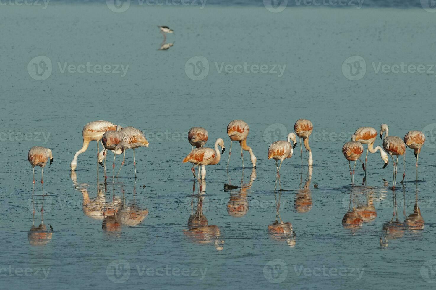 flamingos descansar dentro uma salgado lagoa, la pampa província, patagônia, Argentina. foto