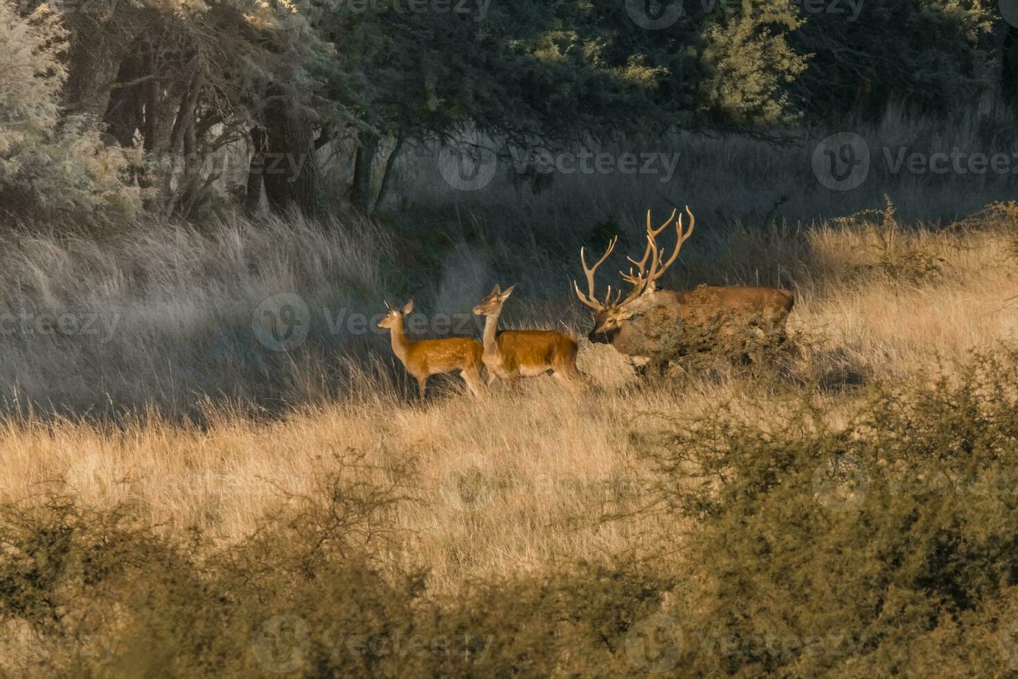 vermelho veado dentro parque luro natureza reserva, la pampa, Argentina foto