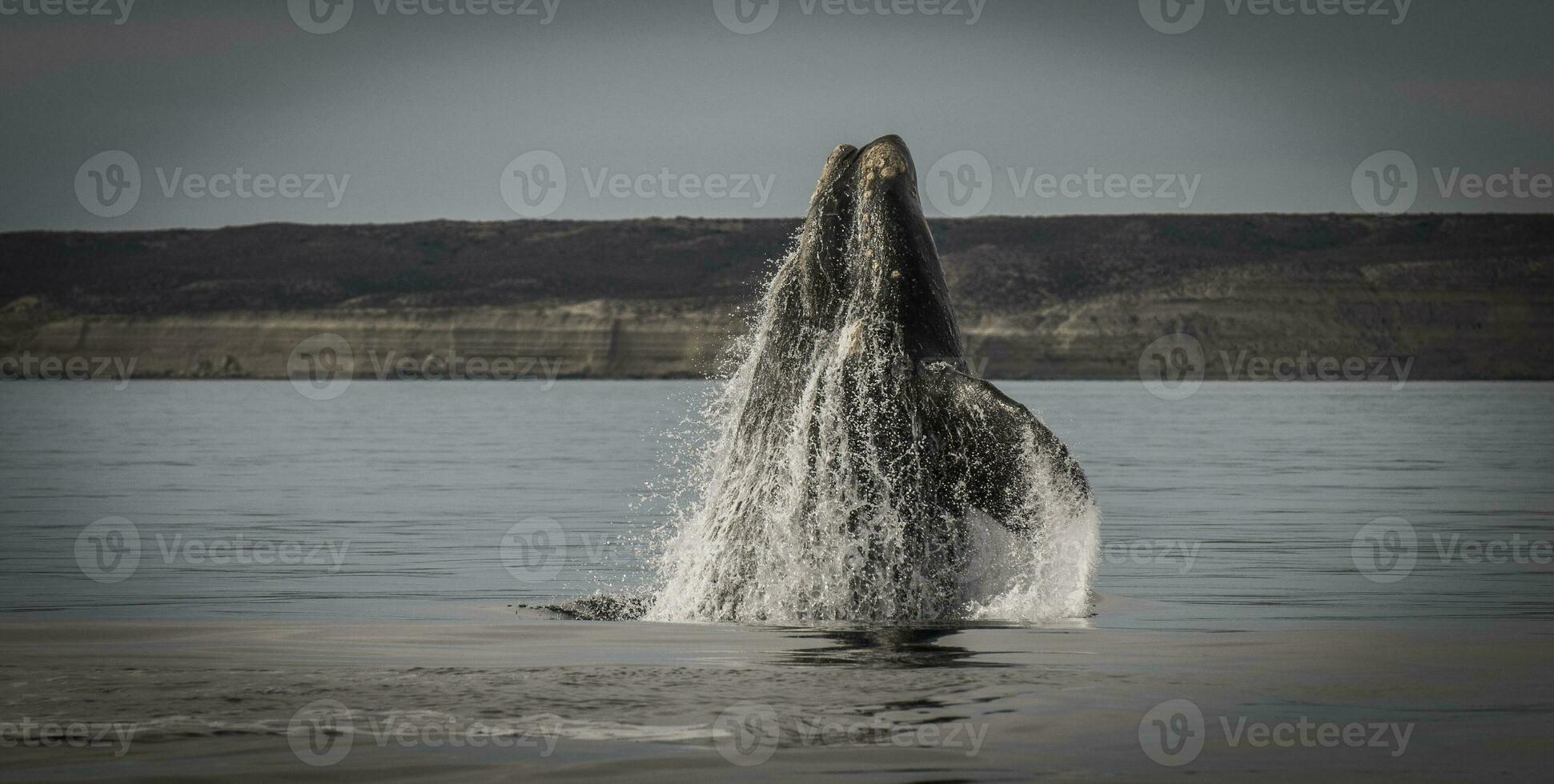 sulista certo baleia, saltando comportamento, porto madryn, Patagônia, Argentina foto