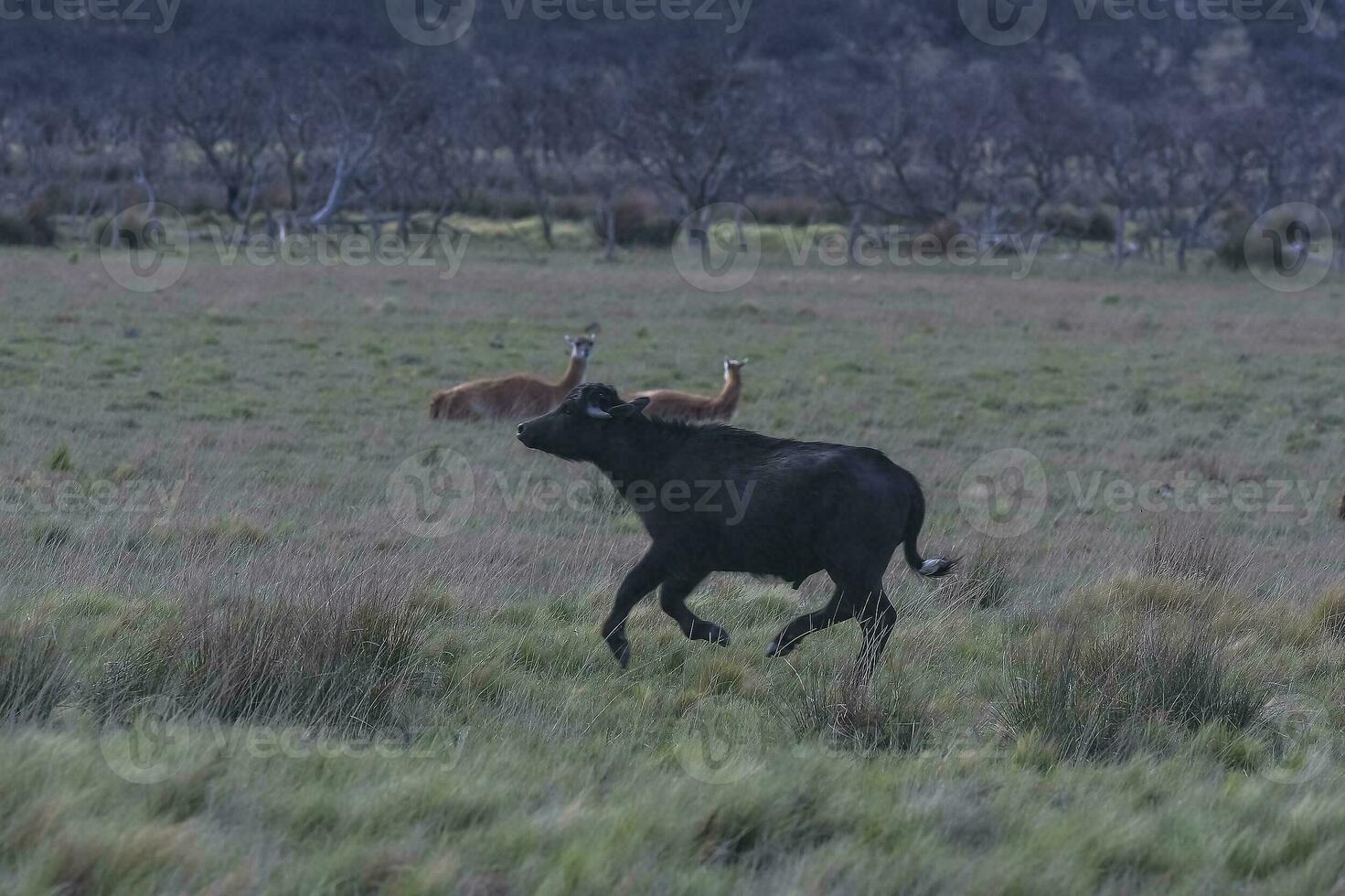 água búfalo, Bubalus bubalis, espécies introduzido dentro Argentina, la pampa província, patagônia. foto