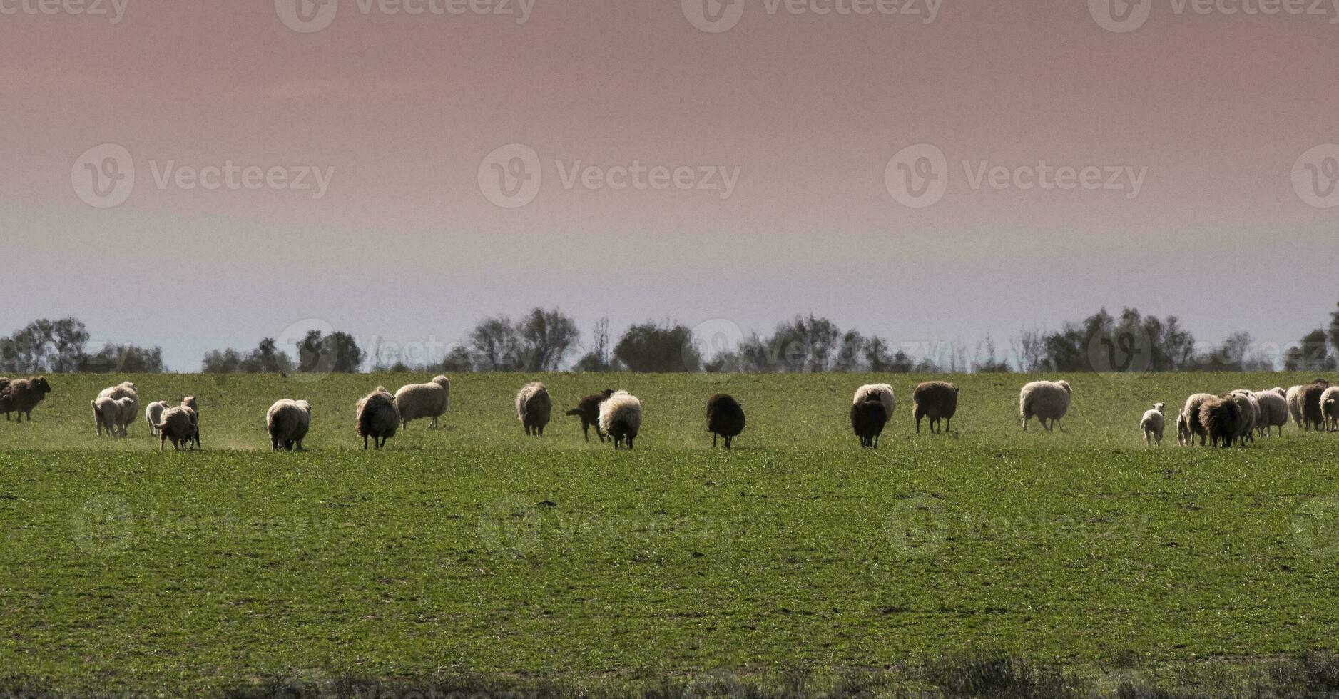 bois e ovelhas alimentado em pasto, la pampa, Argentina foto