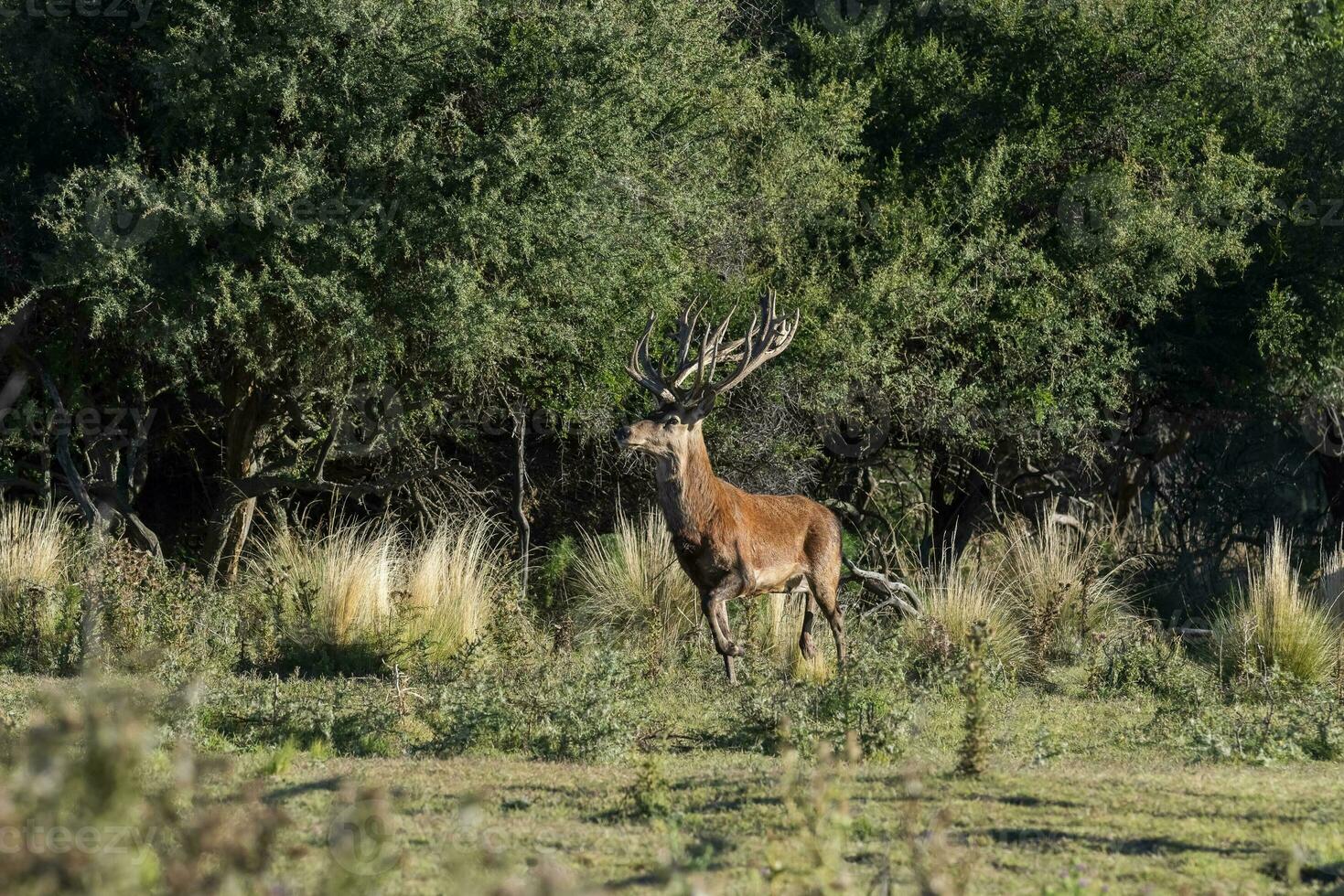 vermelho veado dentro caldeirão floresta ambiente, la pampa, Argentina, parque luro, natureza reserva foto