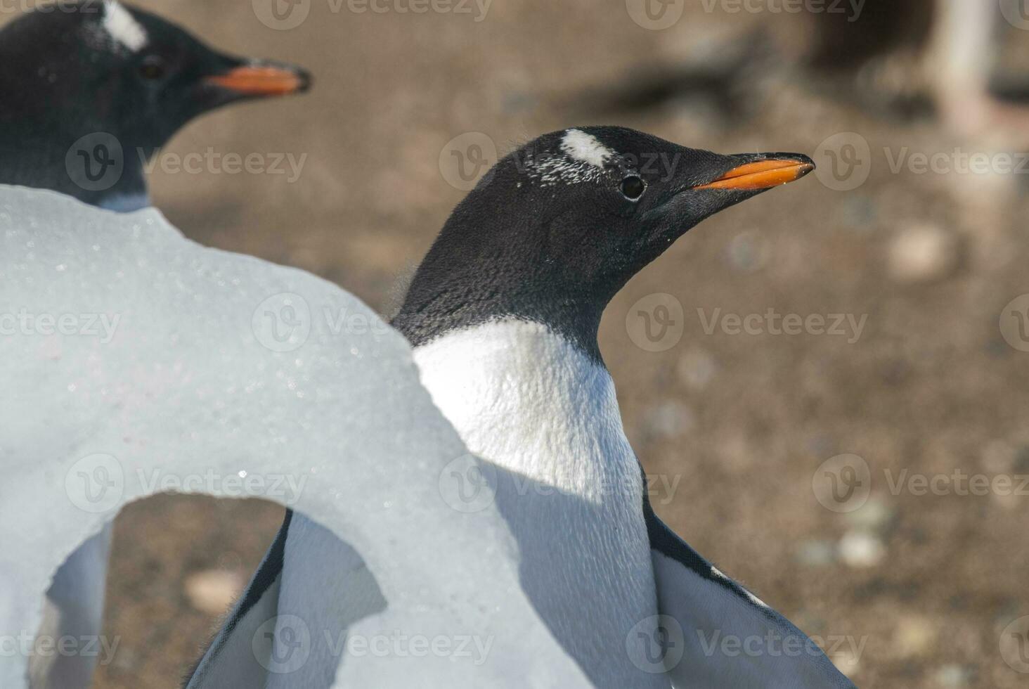 gentoo pinguim, em a antártico praia, neko porto, Antártica foto