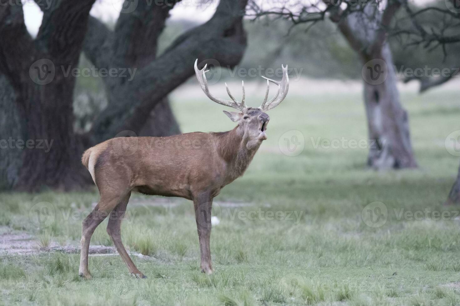 fêmea vermelho veado rebanho dentro la pampa, Argentina, parque luro natureza reserva foto