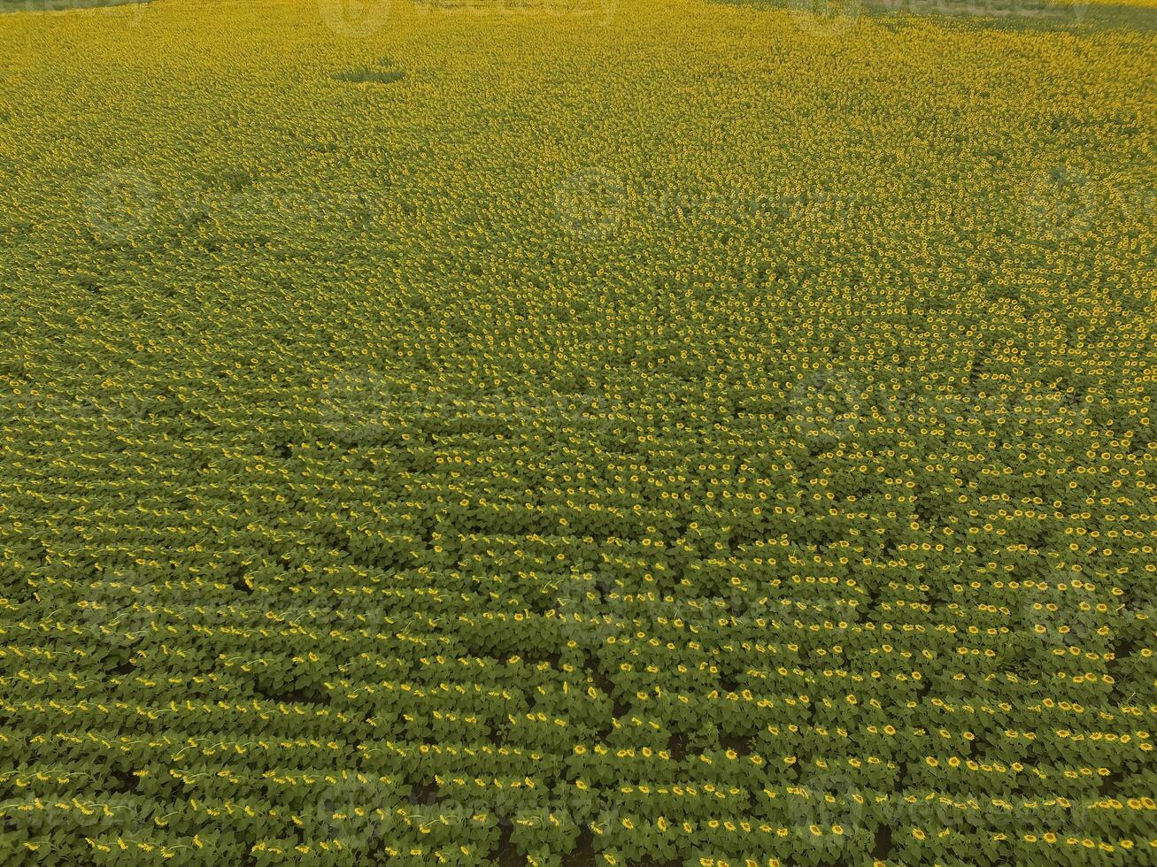 girassol cultivo, aéreo visualizar, dentro pampas região, Argentina foto