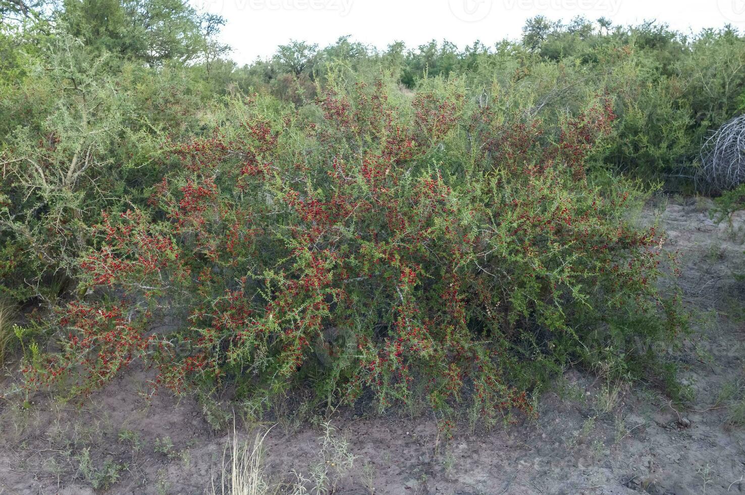 piquilina, endêmico selvagem frutas dentro a pampas floresta, Patagônia, Argentina foto