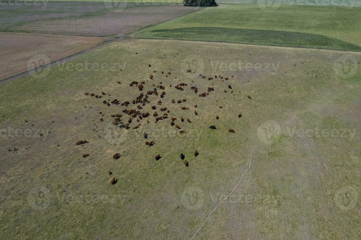 gado levantando dentro pampas interior, la pampa província, Argentina. foto