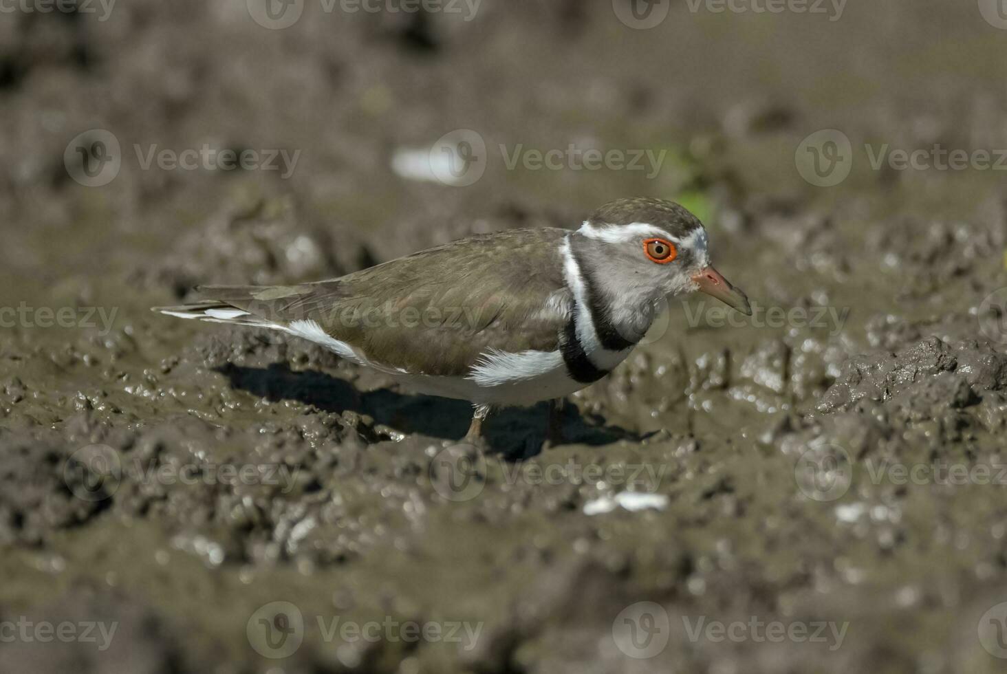 três Unido tarambola.charadrius tricolaris, Kruger nacional parque, sul África. foto