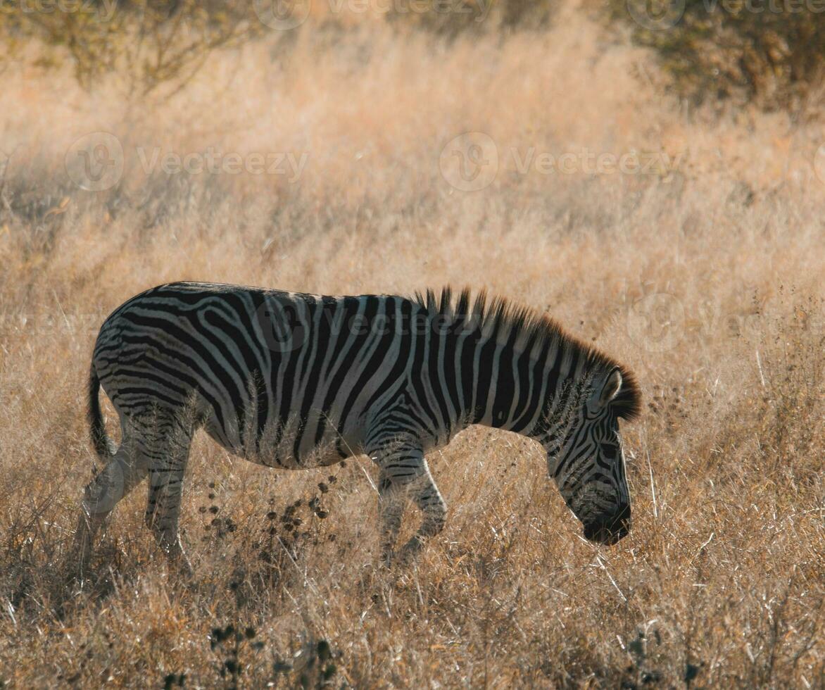 rebanho do zebras dentro a africano savana foto